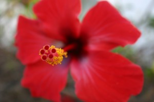 red stamen and flower