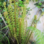 Unfurling leaves of the Shuttlecock fern