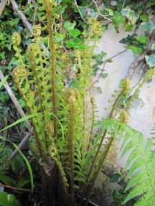 Unfurling leaves of the Shuttlecock fern