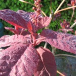 dew soaked leaves of the smoke bush