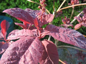dew soaked leaves of the smoke bush