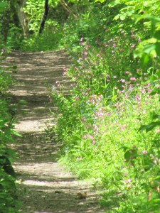Calstock footpath soaked in sunshine